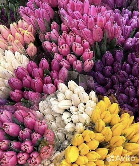 Тюльпаны опт