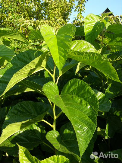 Саженцы шелковицы (тутовника)