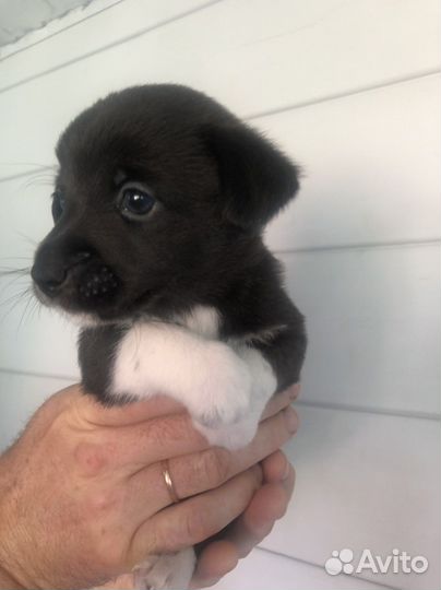 Щенки метисы джек рассел