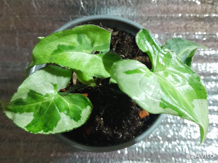 Сингониум Три короля