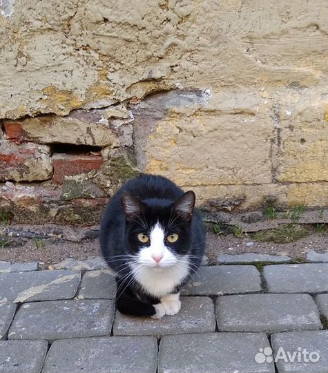 Брошенная кошечка Альфа, стерилиз. Приют