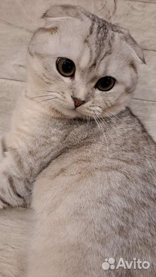 Шотландский кот на вязку