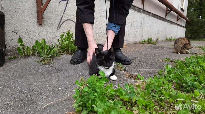 Маленькая черненькая кошечка