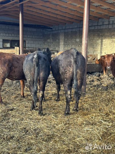 Телки Ангус