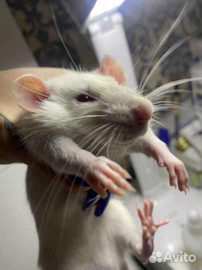 Крыса с клеткой бесплатно, + денежный бонус