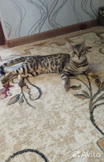 Бенгальская кошка