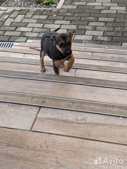 Щенки в добрые руки