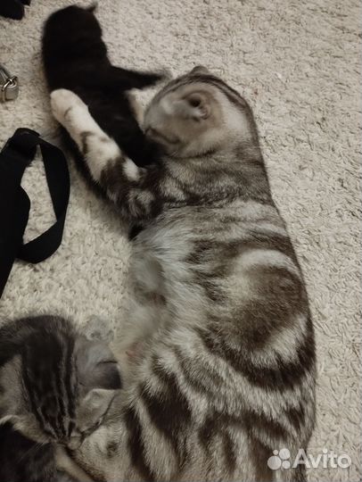 Шотландские вислоухие