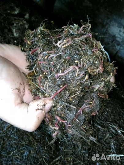 Червь -Старатель