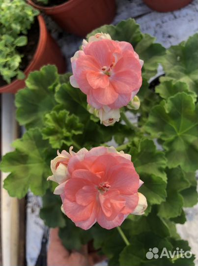 Пеларгония герань Astrid