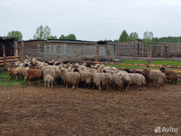 Овцы бараны