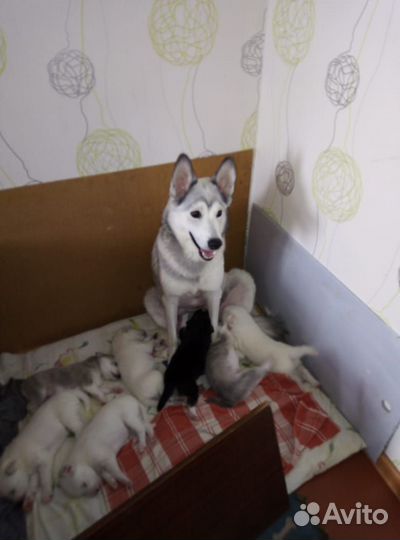 Отдам щенков лайки в добрые руки