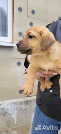 Собака в добрые руки отдам бесплатно