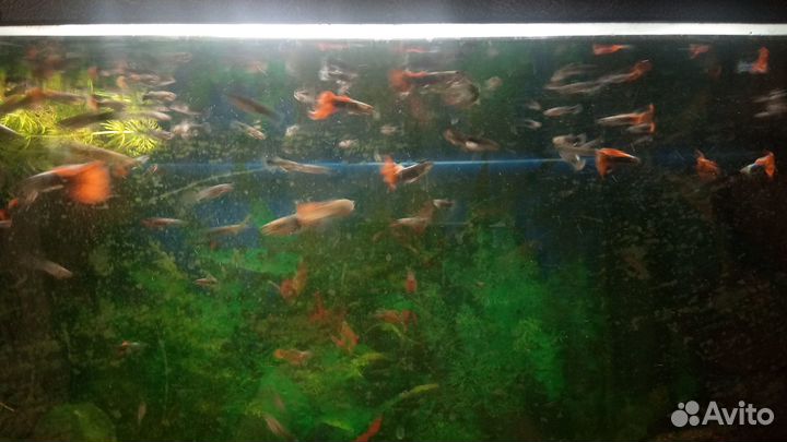 Аквариумные рыбки гуппи