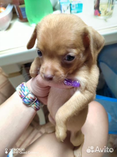 Той-терьер щенки