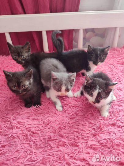Котята в добрые руки