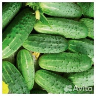 Семена огурцов, кабачков на развес