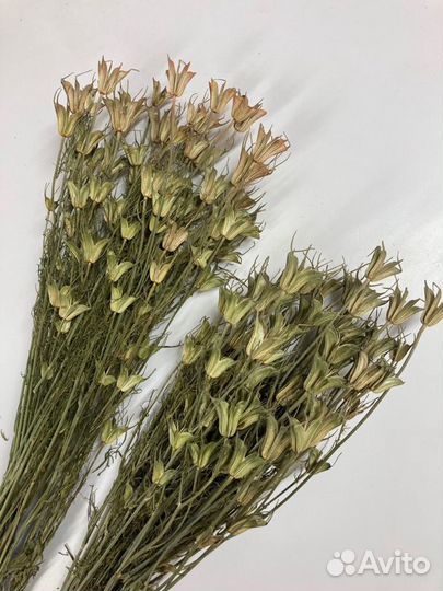 Сухоцветы в наличии