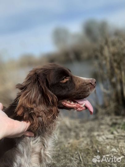 Русский спаниель