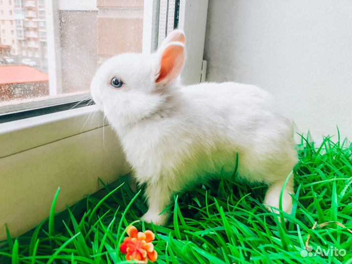 Гермелин карликовый кролик и другие породы