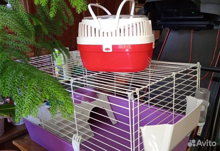 Клетка для морской свинки/грызунов + подарки