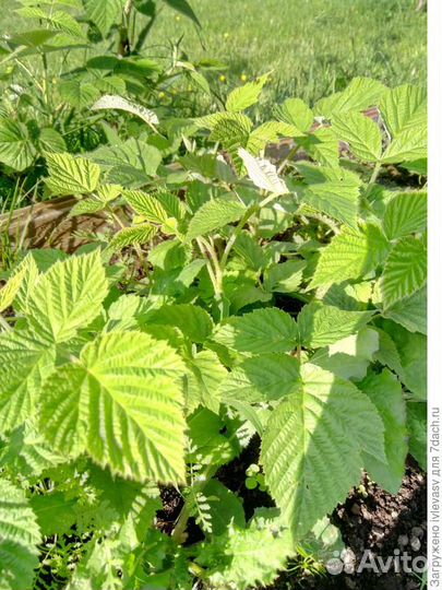 Ремонтантная малина