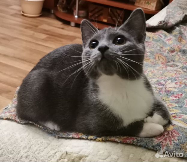 Котенок девочка, 5 мес