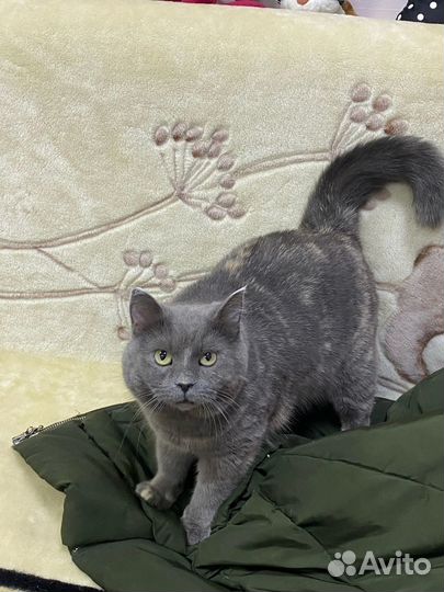 Кошечка бесплатно