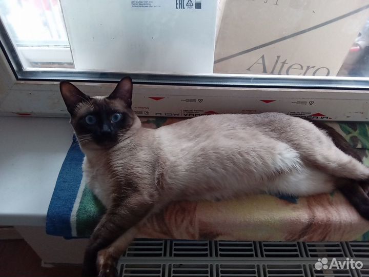 Вязкка кота