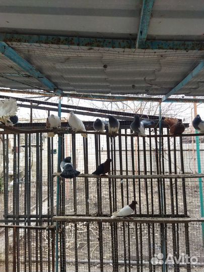 Голуби
