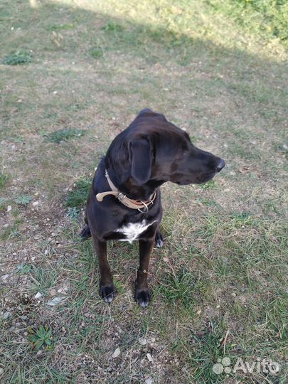 Добрая собака в добрые руки