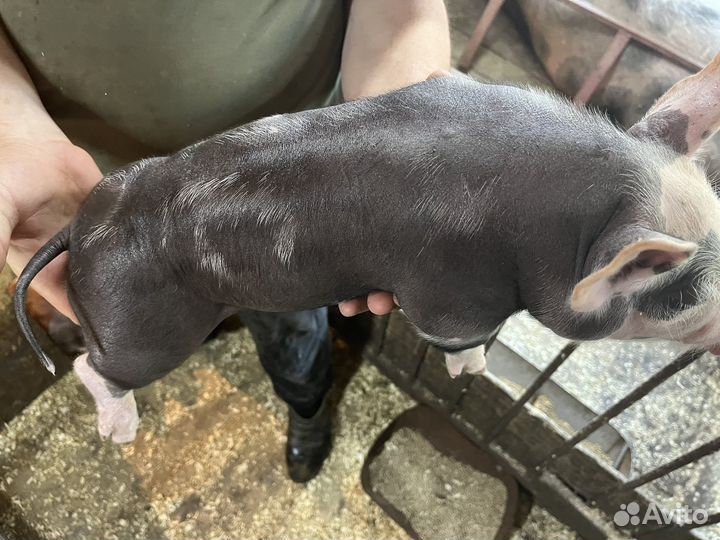 Поросята породы Пьетрен бельгийский