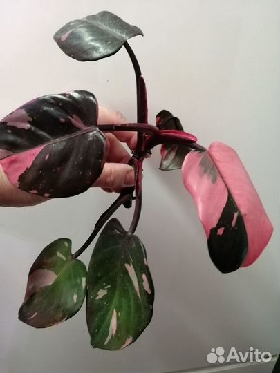 Домашние растения фил розовая принцеса Авокадо