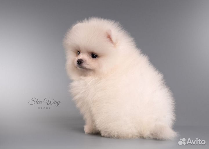 Померанский шпиц