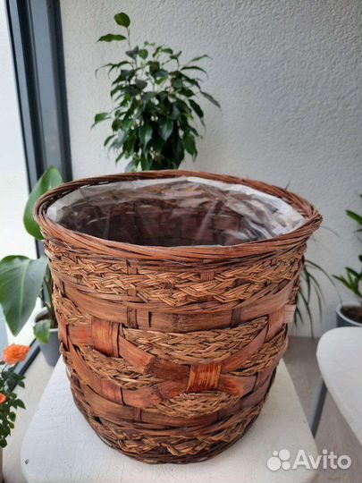 Кашпо Ктенанта