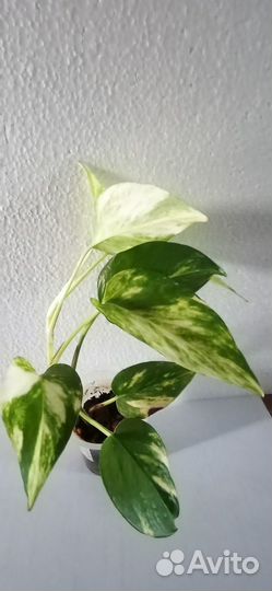 Сциндапсус Эпипремнум Голд Вайт