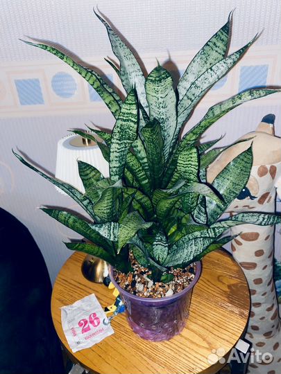Сансевиерия Марга /sansevieria marga