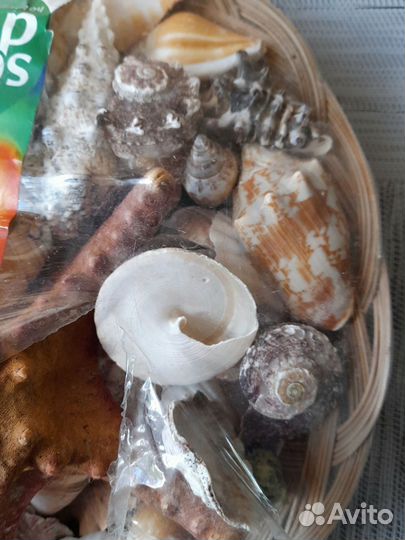 Ракушки для аквариума, пруда, фонтана, поделок