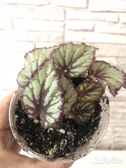 Бегония декоративно лиственная