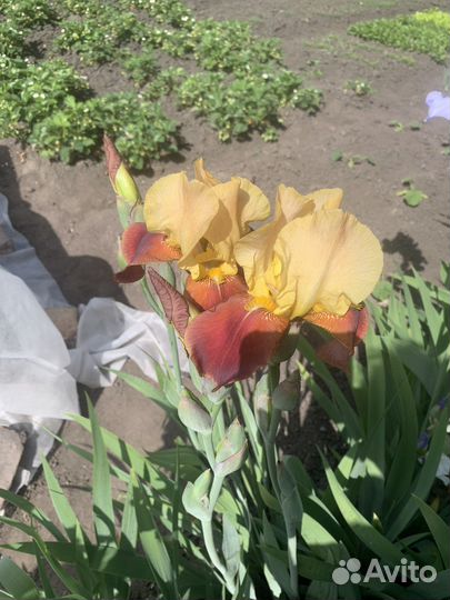 Ирисы бородатые