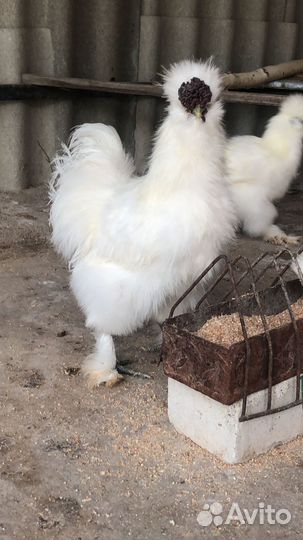 Китайские шелковые цыплята (полугодовалые)