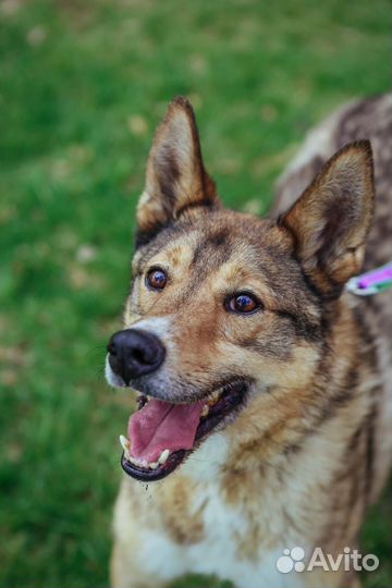 Собака Степа добрый и спокойный пес