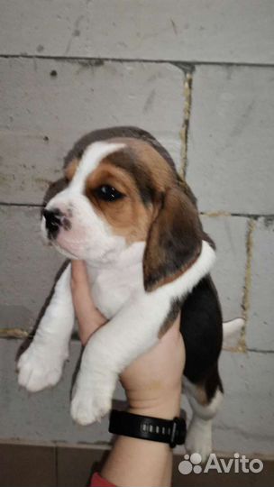 Бигль мальчик