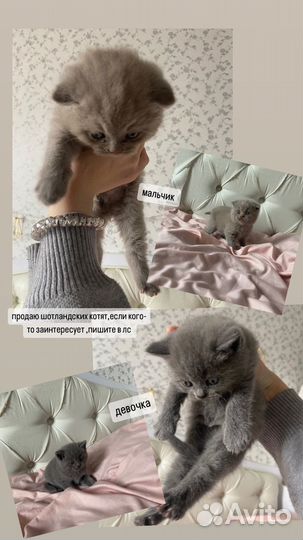 Шотландские котята