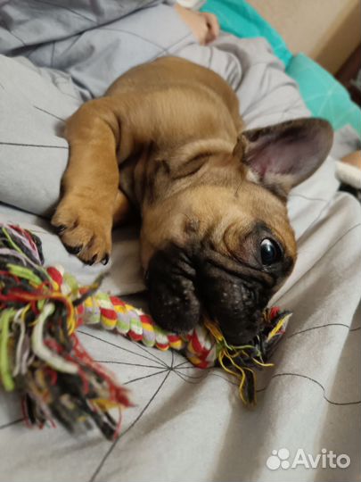 Французский бульдог