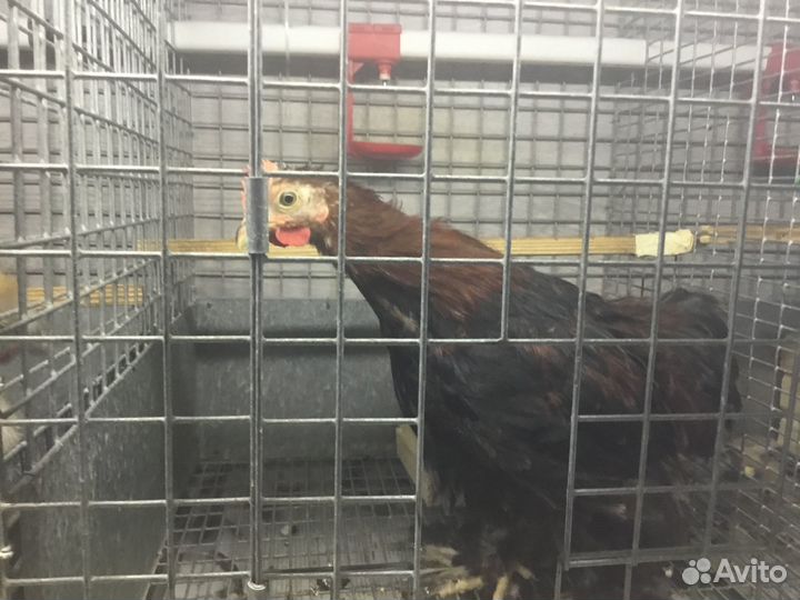 Карликовый петушок кохинхин