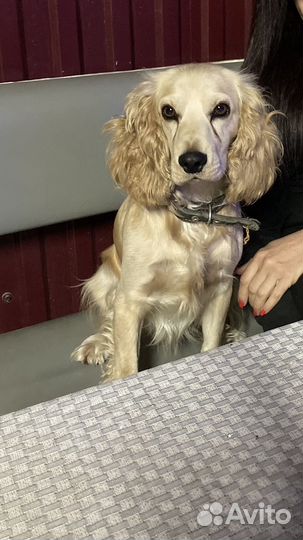 Кокер спаниель