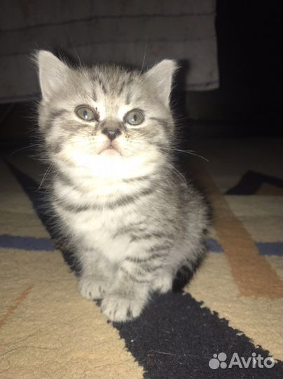 Британские котята