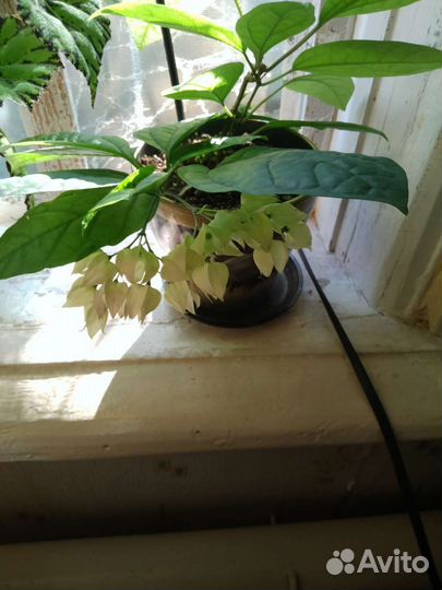 Клеродендрум томпсон