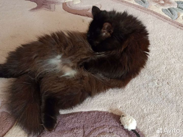 Кошка